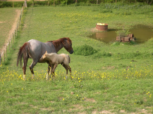 Картинка животные лошади лошадь