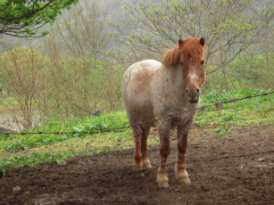 Картинка животные лошади лошадь