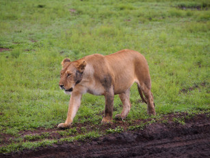 Картинка животные львы лев