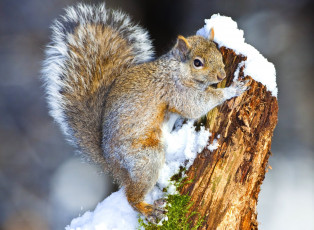 Картинка животные белки хвост зима зверек
