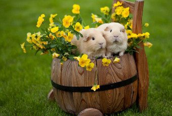 Картинка животные морские свинки хомяки виола парочка бочонок