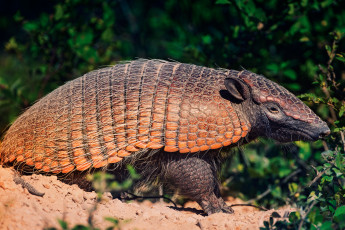 Картинка животные броненосцы кусты песок броненосец cingulata южная америка