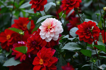 Картинка цветы георгины красный круглый