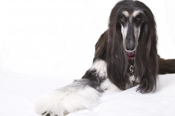 Картинка животные собаки афганская борзая