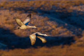 Картинка животные журавли крылья полет