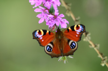 Картинка животные бабочки павлиний глаз