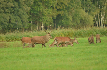 Картинка животные олени
