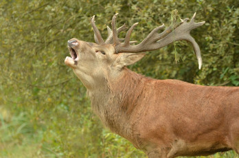 Картинка животные олени олень
