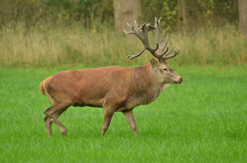 Картинка животные олени олень