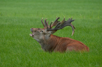 Картинка животные олени олень