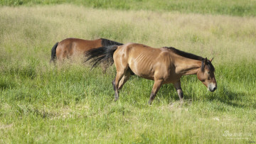 Картинка животные лошади лошадь