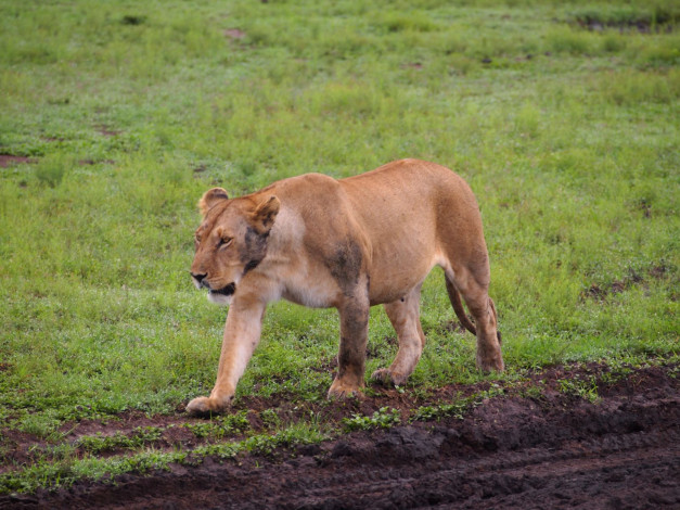 Обои картинки фото животные, львы, лев