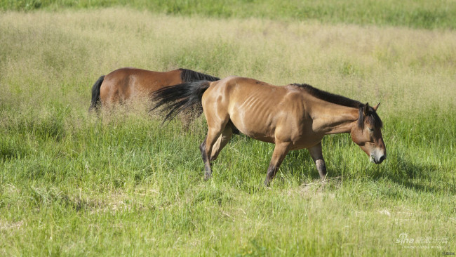 Обои картинки фото животные, лошади, лошадь