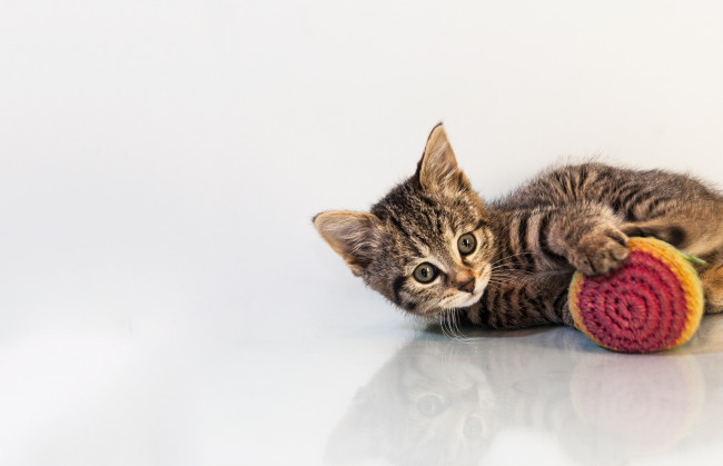 Обои картинки фото животные, коты, котенок