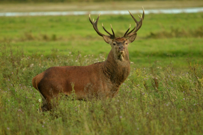 Обои картинки фото животные, олени, олень