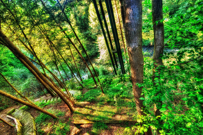 Обои картинки фото природа, лес, hdr, грузия