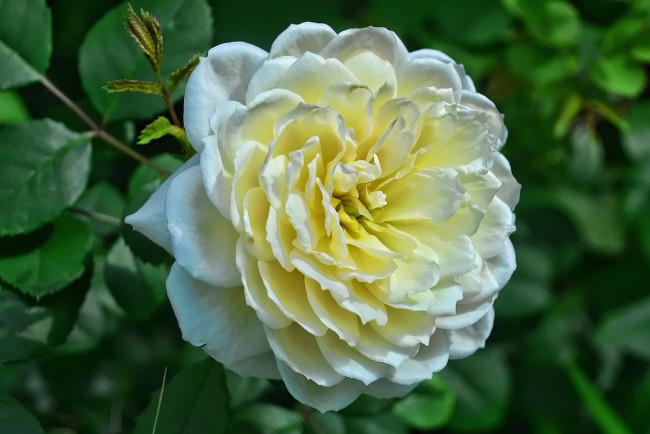 Обои картинки фото цветы, розы, белый