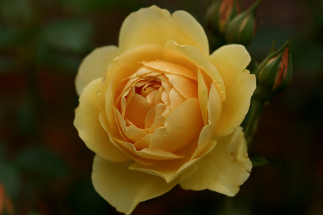 Обои картинки фото цветы, розы, желтый