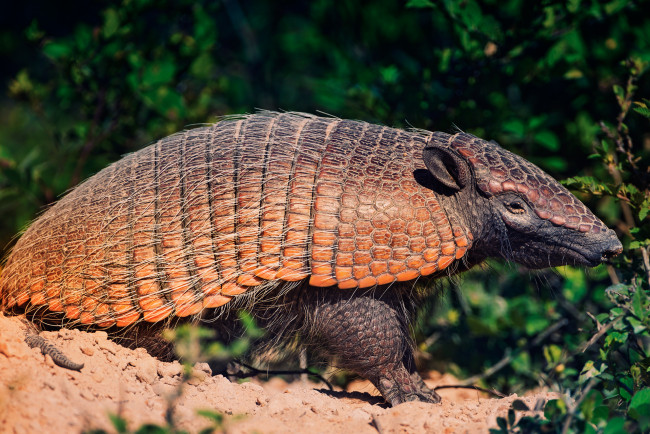 Обои картинки фото животные, броненосцы, кусты, песок, броненосец, cingulata, южная, америка