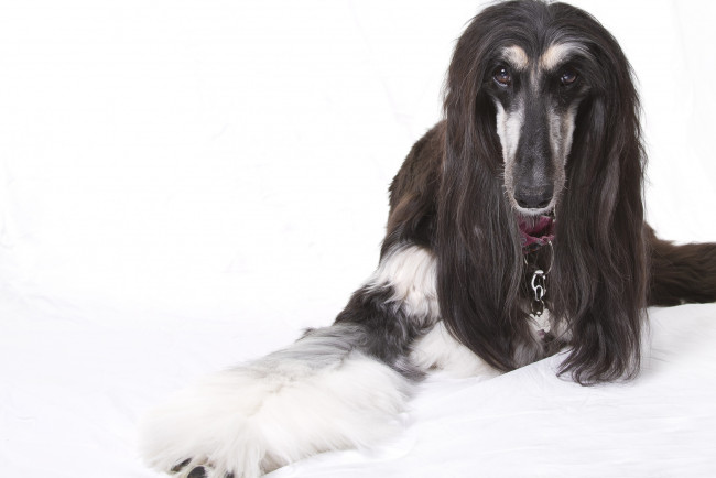 Обои картинки фото животные, собаки, афганская, борзая