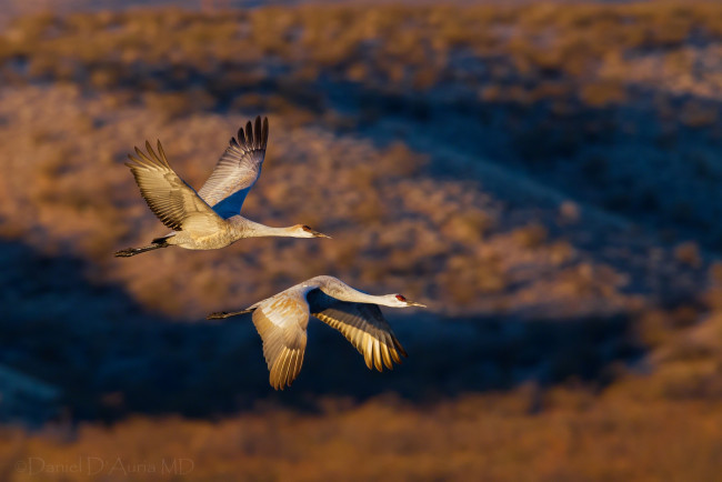 Обои картинки фото животные, журавли, крылья, полет