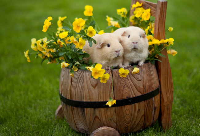 Обои картинки фото животные, морские, свинки, хомяки, виола, парочка, бочонок