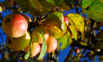 Картинка природа плоды