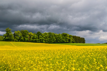 Картинка природа поля облака цветы поле лес