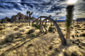 Картинка природа пустыни кактусы пустыня