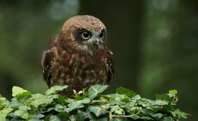 Обои картинки фото животные, совы, клюв, голова, глаза