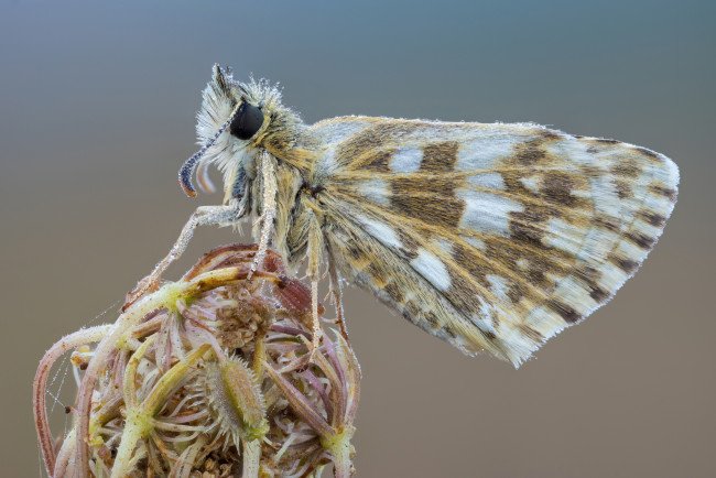 Обои картинки фото животные, бабочки,  мотыльки,  моли, усики, крылья, мотылёк, фон, макро