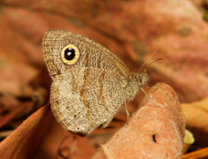 Картинка животные бабочки +мотыльки +моли бабочка