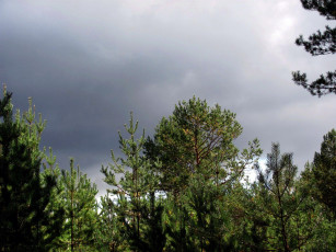 Картинка природа деревья сосны ели