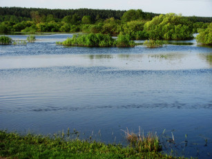 Картинка природа реки озера вода деревья кусты
