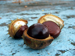 Картинка природа шишки +жёлуди +каштаны каштаны