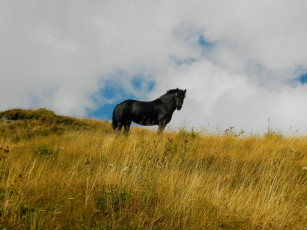 Картинка животные лошади фон лошадь