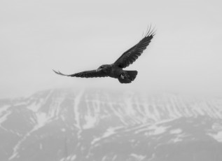 Картинка животные вороны +грачи +галки птица полет ворона