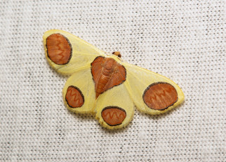 Картинка животные бабочки +мотыльки +моли бабочка