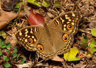 Картинка животные бабочки +мотыльки +моли бабочка