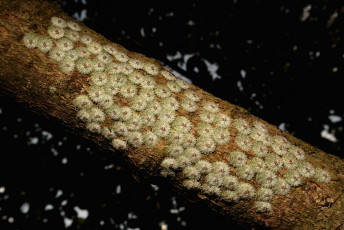 Картинка животные насекомые макро ветка