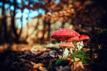 Картинка природа грибы +мухомор семейка