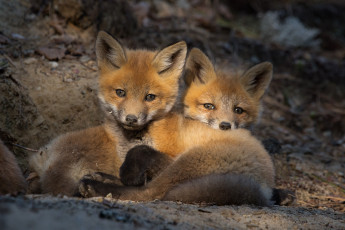 Картинка животные лисы лисичка