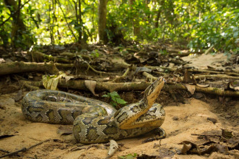 Картинка животные змеи +питоны +кобры змейка