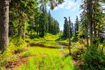 Картинка природа лес река