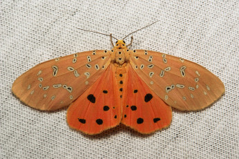 Картинка животные бабочки +мотыльки +моли бабочка