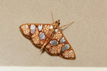 Картинка животные бабочки +мотыльки +моли моль