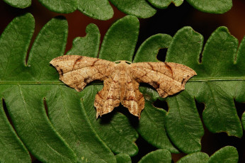 Картинка животные бабочки +мотыльки +моли моль