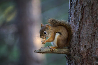 Картинка животные белки белка