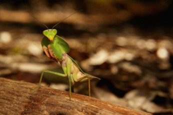 Картинка животные богомолы богомол