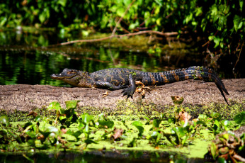 Картинка животные крокодилы челюсти